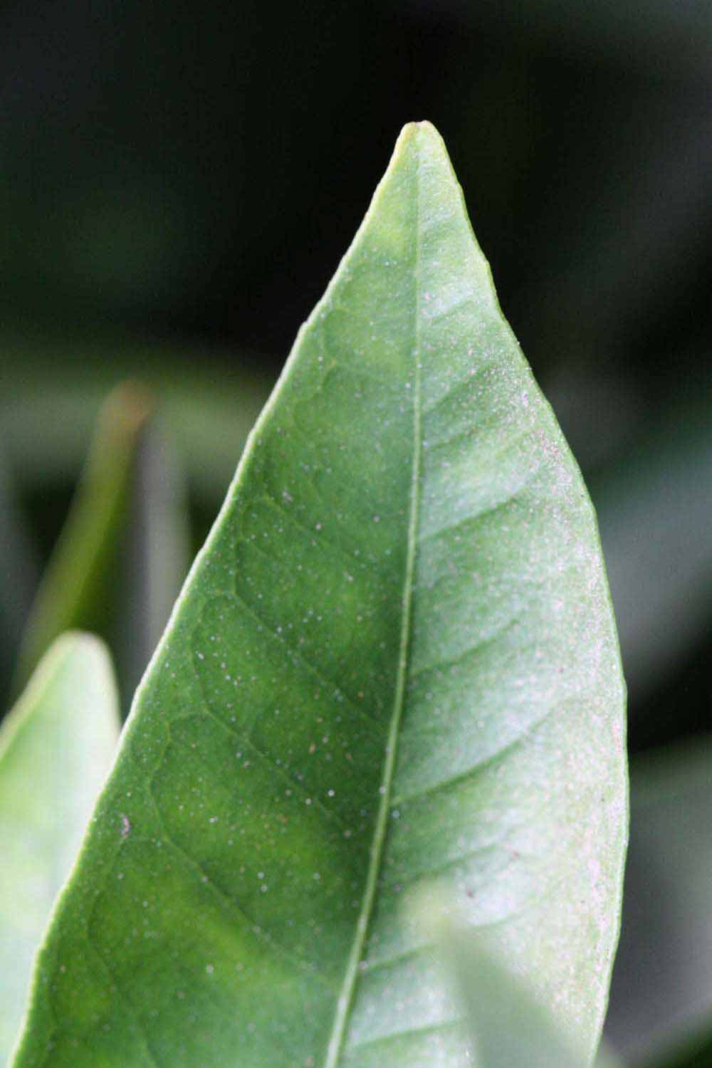              Margin (Riverside, CA)       